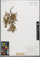 Foto von Salix purpurea L.